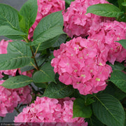 Hydrangea, Let's Dance, Arriba #3